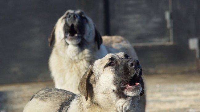   Experta detalla posibles soluciones para problema de perros asilvestrados 